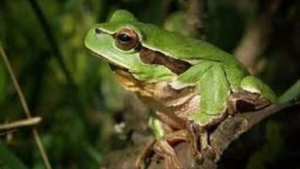 Pacific Tree Frog