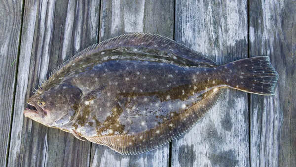 Flounders