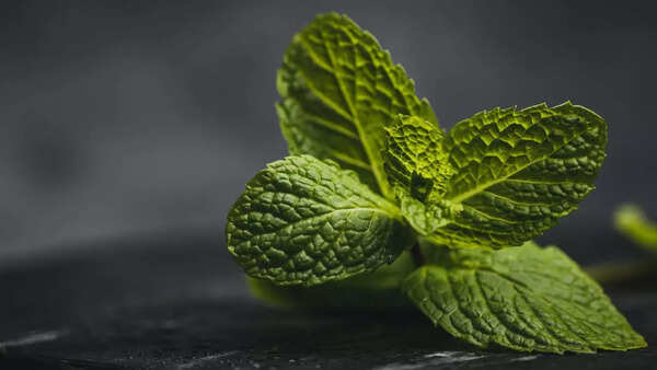 Mint