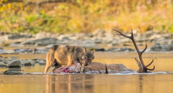 Wild dog (Credits: Fauna and flora)