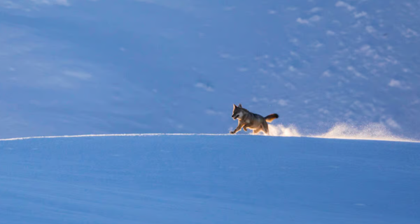 Wild dog (Credits: Fauna and flora)