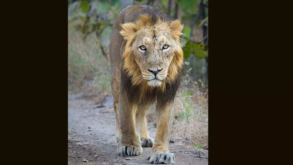 Asiatic lion