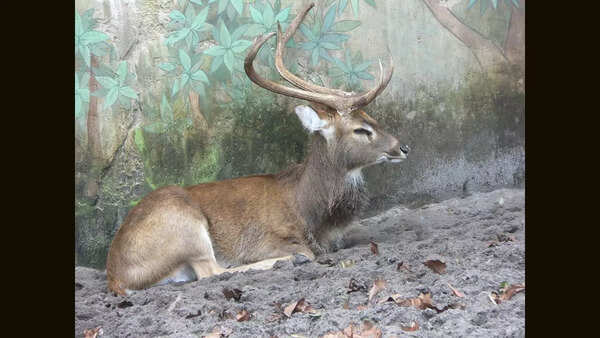 Sangai deer