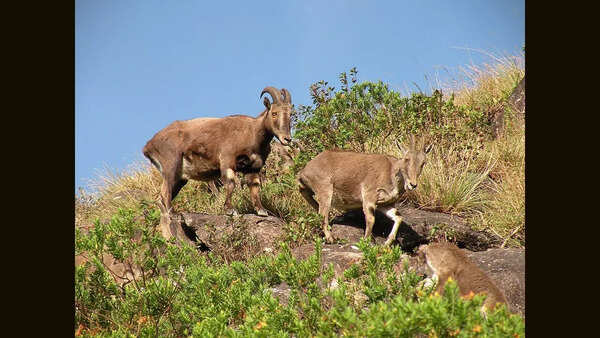 Nilgiri Tahr