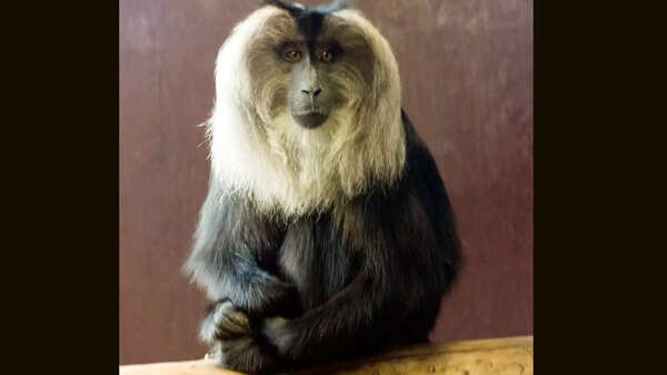 Lion-tailed macaque