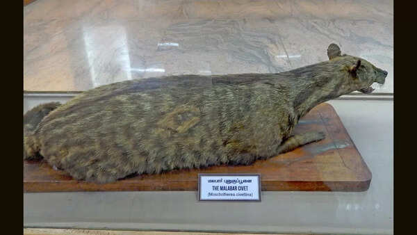 Malabar Civet