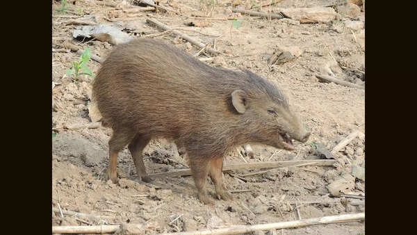 Pygmy Hog