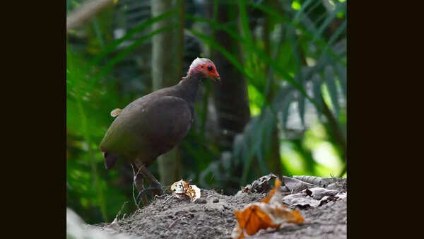 Nicobar megapode