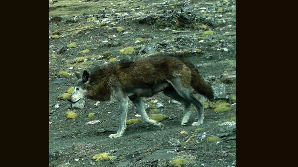 Himalayan Wolf