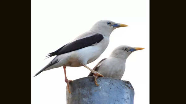 Andaman white-headed starling<br>