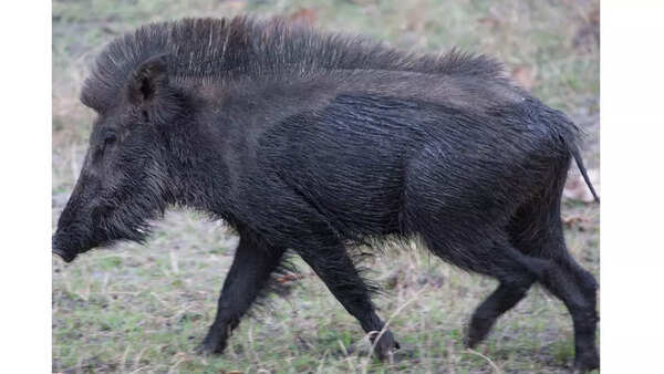 Andaman wild boar