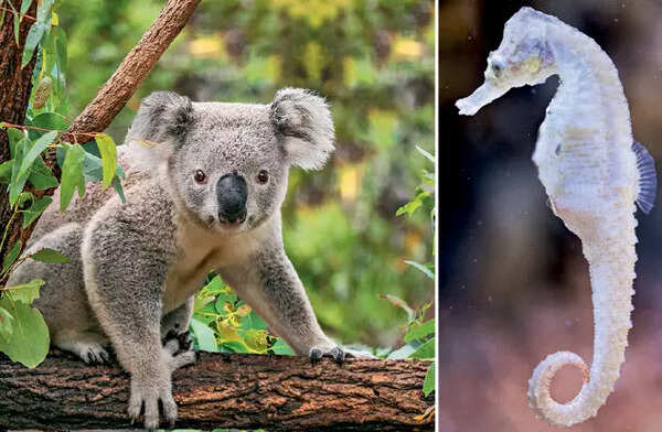 Their voice: Koalas and seahorses now face climate change