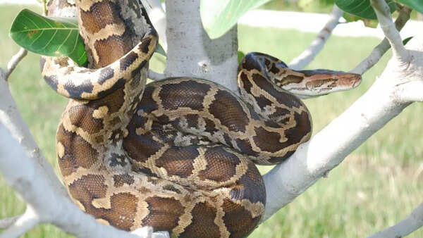 About the Indian rock python