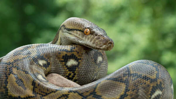 Reticulated python