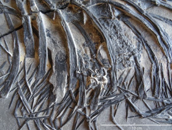 Detail of gut contents (fishes) in gastral region (Credits: Researchgate)