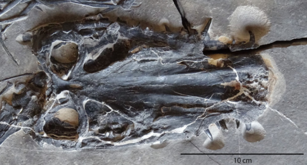 Detail of skull in dorsal view (Credits: Researchgate)