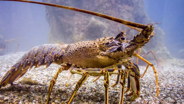 Shrimp