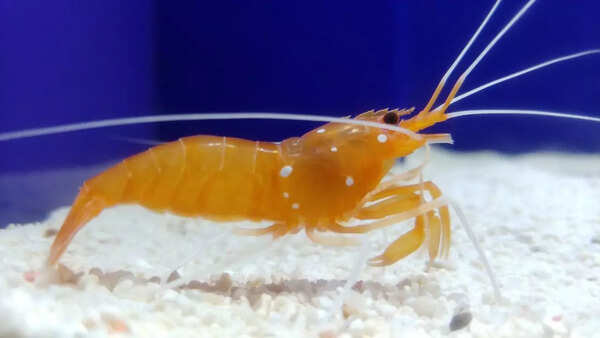 Shrimp