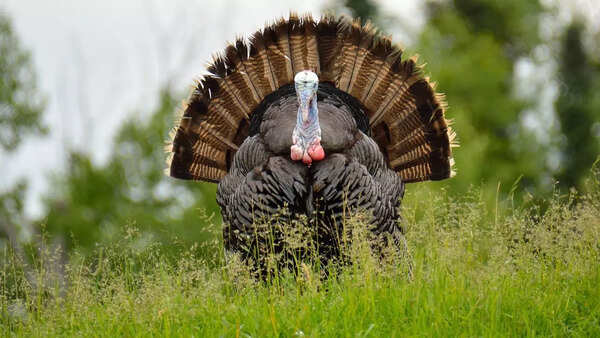 Turkey (Credits: Canva)