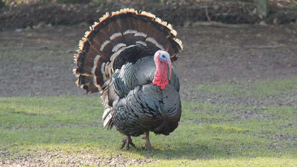 Turkey (Credits: Canva)