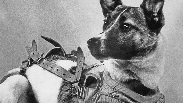 Source: Wikipedia Laika