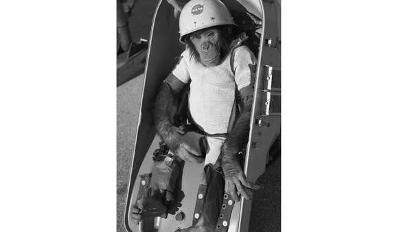 Source: Wikipedia Ham the Chimp