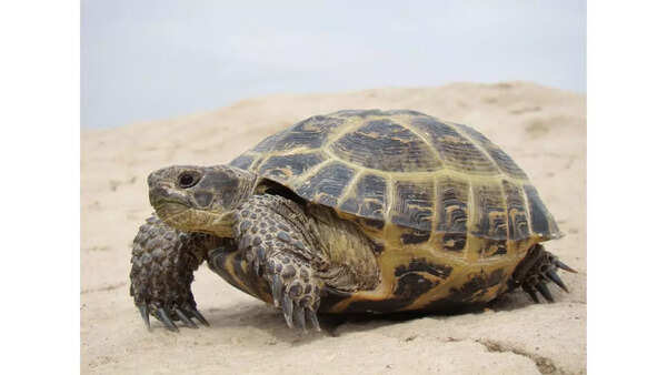 Source: Wikipedia Russian tortoise