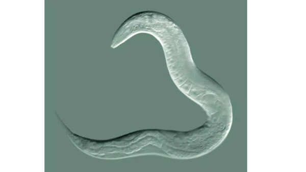 Source: Wikipedia Nematode worms