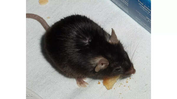 Black mice