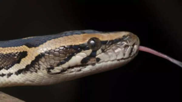 Burmese Python diet