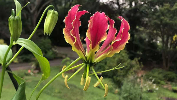 சுடர் லில்லி