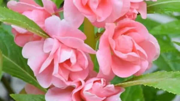 இளஞ்சிவப்பு பால்சம்
