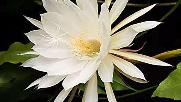 பிரம்மா கமல்
