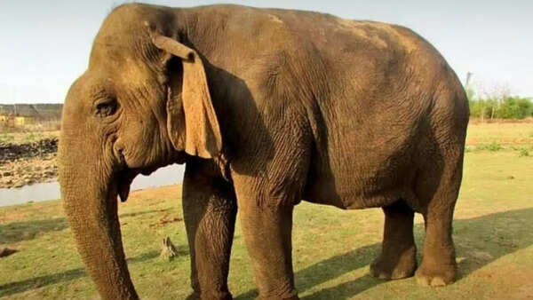 Asia’s oldest elephant