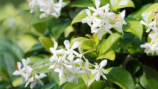 Jasmine