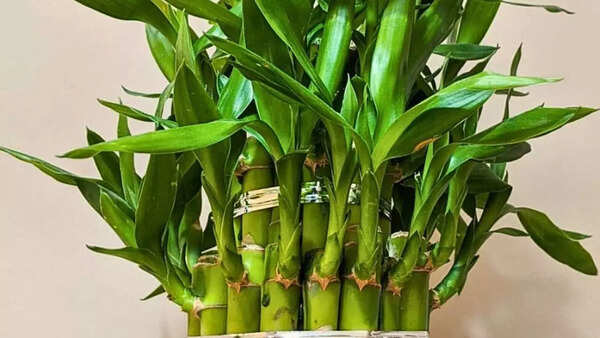 Lucky Bamboo