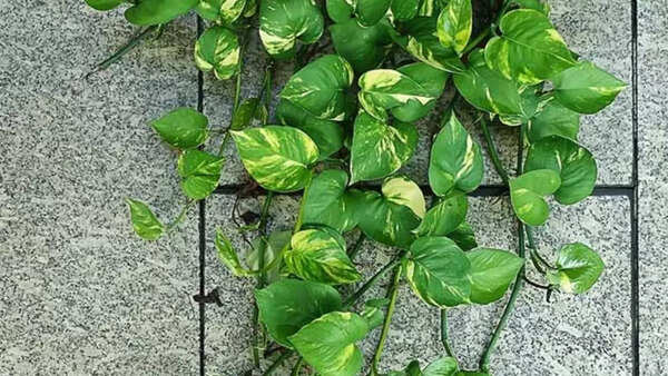 Money Plant