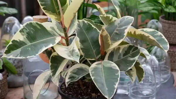Rubber Plant