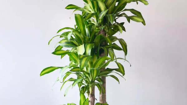 Corn Plant
