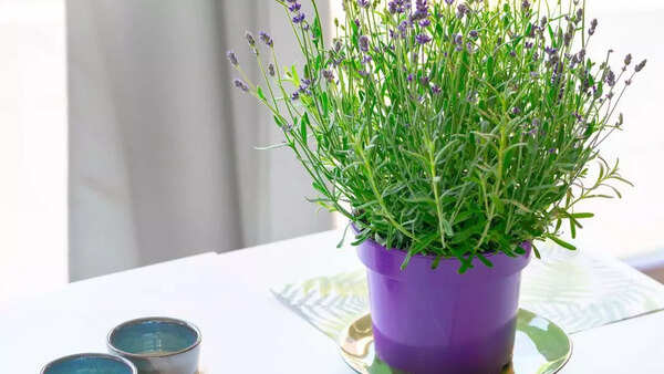 Lavender