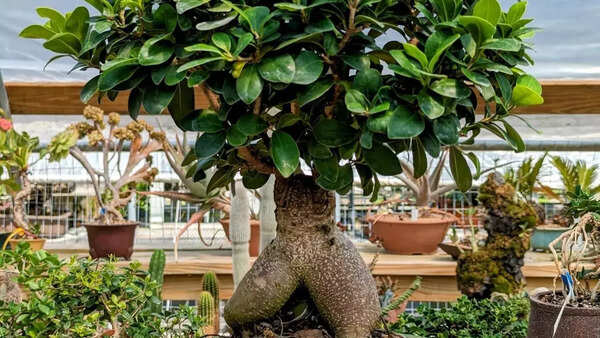 Ginseng Ficus