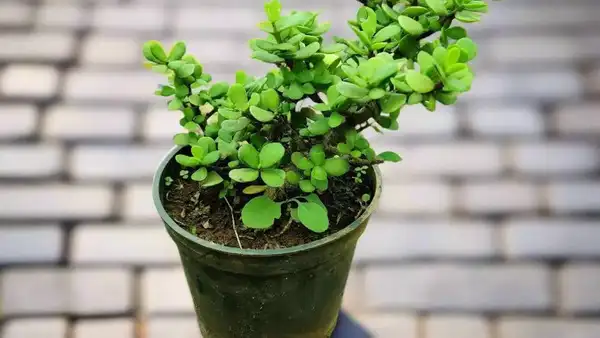 Jade Plant