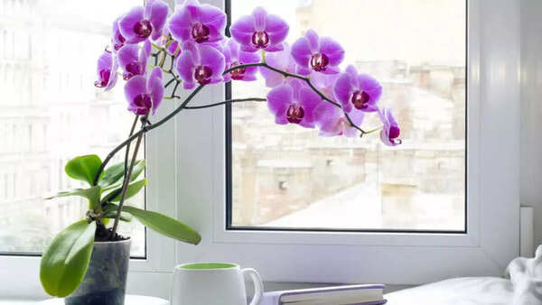 Orchid