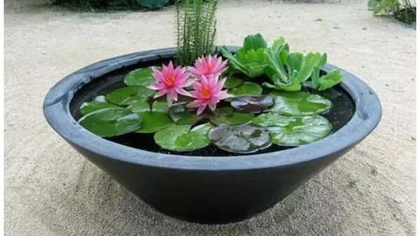 Lotus