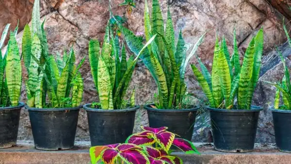 Snake Plant