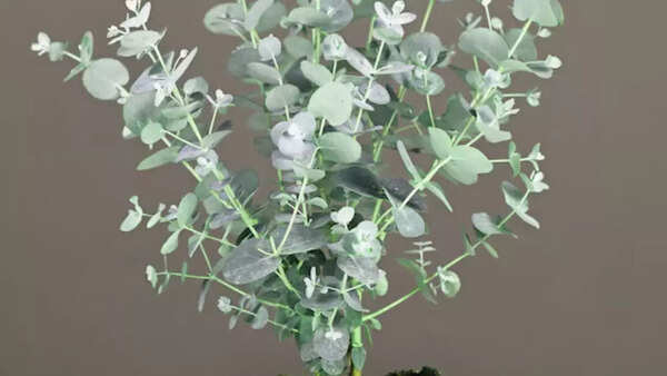 Eucalyptus