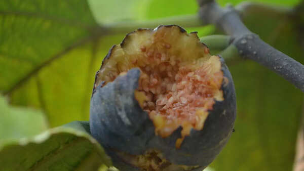 eaten fruit
