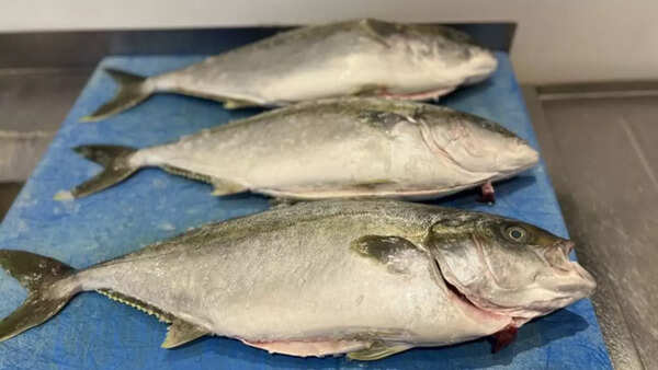 Image credits: X Avoid tropical reef fishes like barracuda, grouper & amberjack