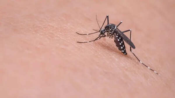 West Nile Virus (1)