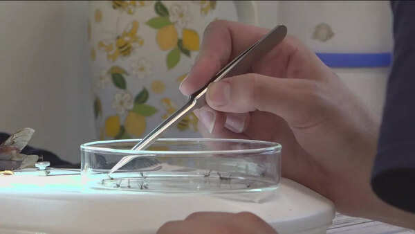 West Nile Virus (2)
